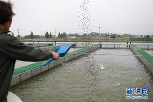 浙江湖州 跑道養(yǎng)魚新變革，畜牧漁業(yè)飼料銷售迎契機(jī)